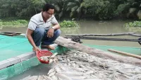 Bình Dương: Chưa xác định được nguyên nhân cá chết trên sông