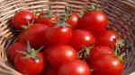 Ăn cà chua có làm nặng thêm bệnh viêm khớp?