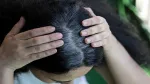 Thủ thuật ngăn ngừa tóc bạc sớm