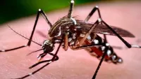 Dịch sốt xuất huyết gia tăng, máy đuổi muỗi liệu có tác dụng phòng bệnh?