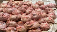 Hơn 3 tấn gà thịt đã bốc mùi hôi thối vẫn chuẩn bị bán ra thị trường
