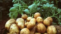 Lợi ích của khoai tây với người có cholesterol cao