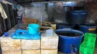 Thu giữ 2,2 tấn ốc ngâm hóa chất ở TP Hồ Chí Minh