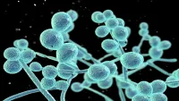 WHO lần đầu xác định bệnh nấm là mối đe dọa sức khỏe